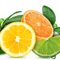 Citrus Fragrance